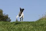 FOX TERRIER POIL LISSE 195